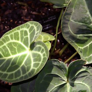 Anthurium Clarinervium