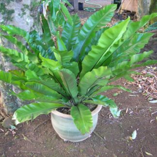 Bird's Nest Fern