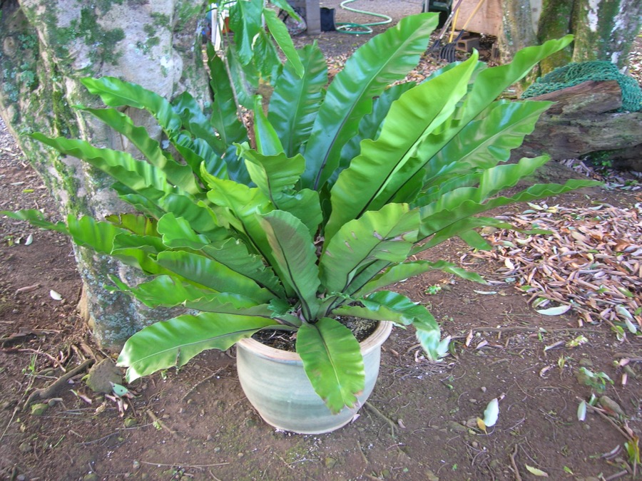 Bird's Nest Fern