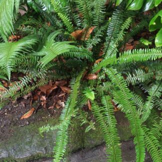Boston Fern