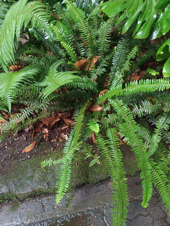 Boston Fern