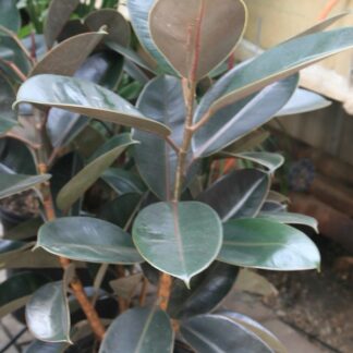 Burgundy Rubber Plant