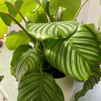 Calathea Orbifolia