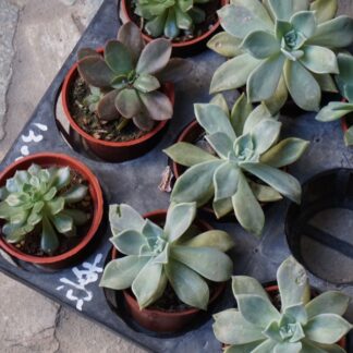 Echeveria 'Lola'