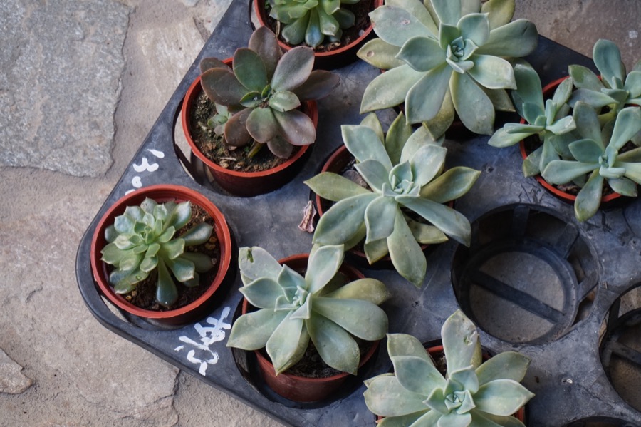 Echeveria 'Lola'