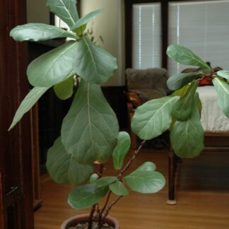 Fiddle-Leaf Fig