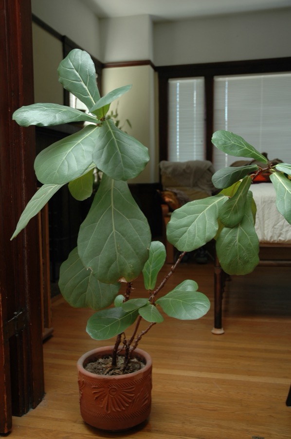 Fiddle-Leaf Fig
