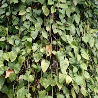 Heartleaf Philodendron