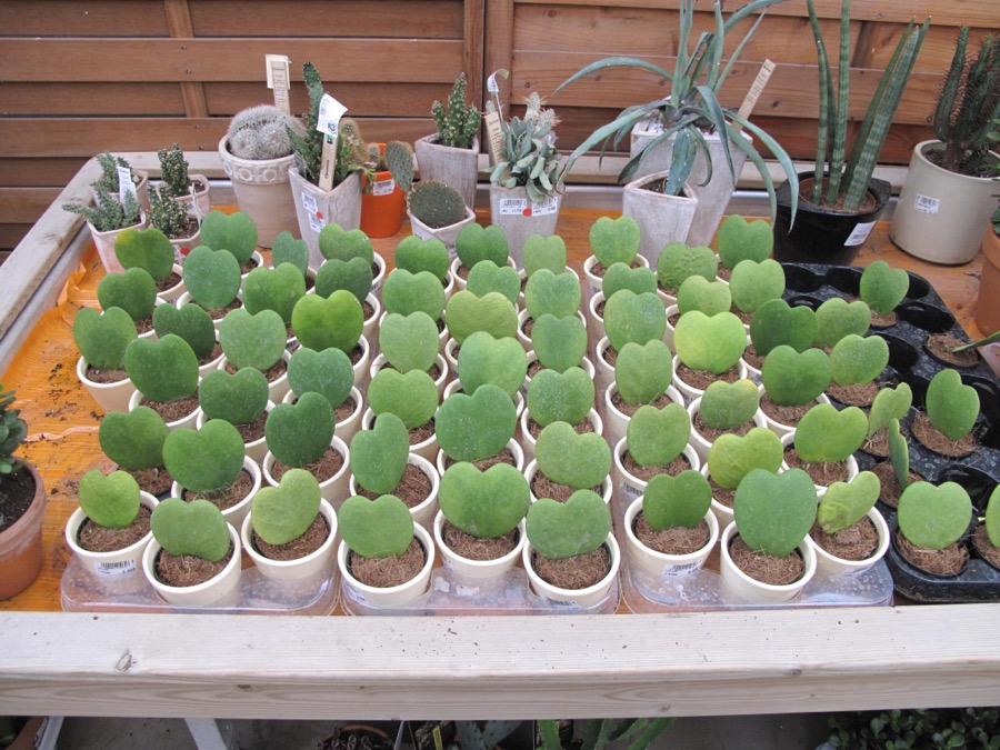 Hoya Kerrii (Sweetheart Hoya)