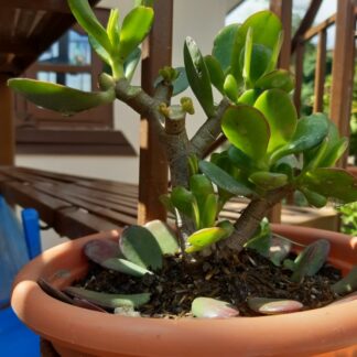 Jade Plant