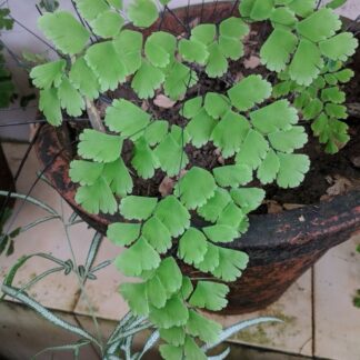 Maidenhair Fern