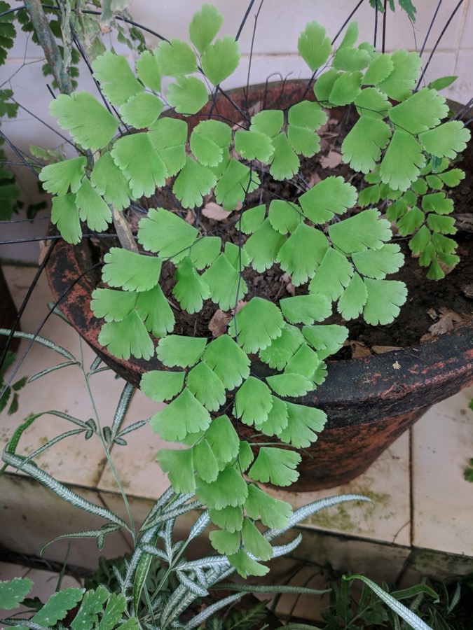 Maidenhair Fern