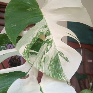 Monstera Albo Variegata