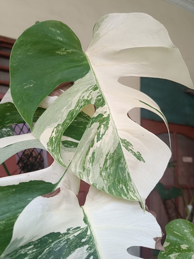 Monstera Albo Variegata