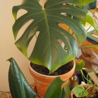 Monstera Deliciosa