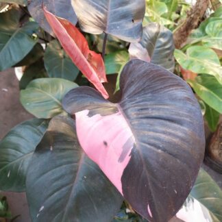 Philodendron Pink Princess