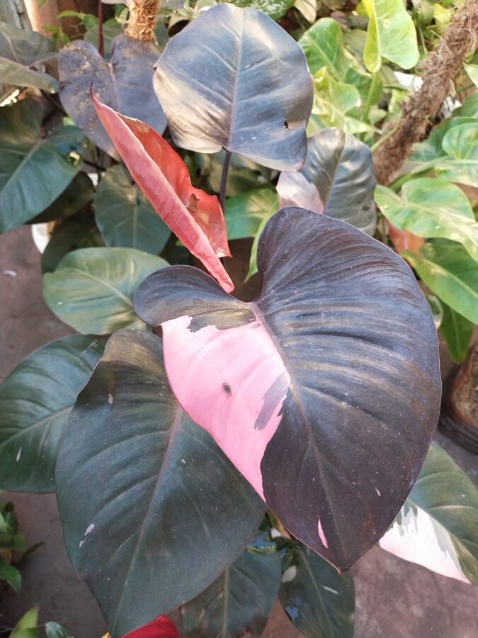 Philodendron Pink Princess