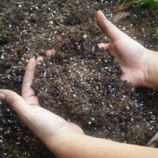 Fernseed House Blend Potting Mix