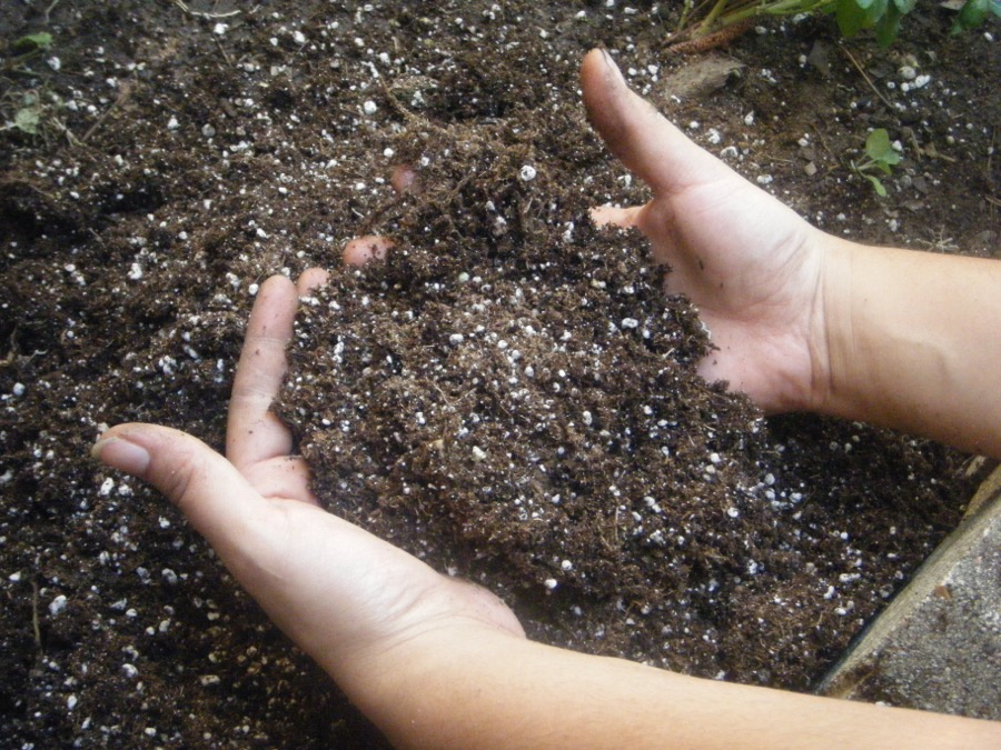Fernseed House Blend Potting Mix