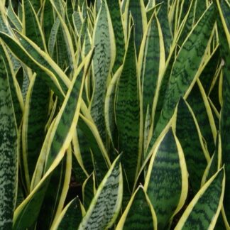 Snake Plant 'Laurentii'