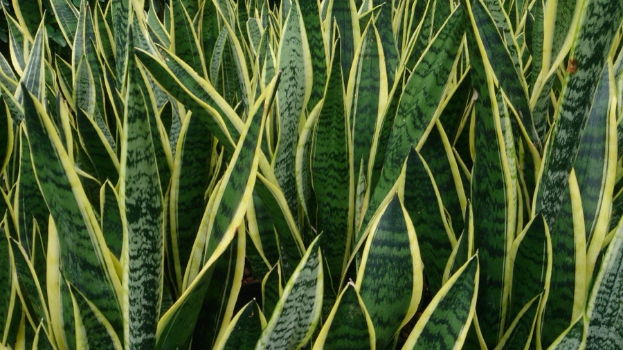 Snake Plant 'Laurentii'