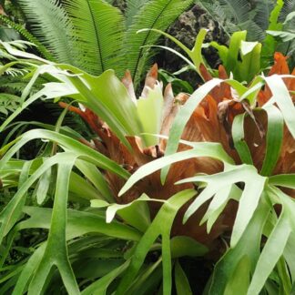 Mounted Staghorn Fern