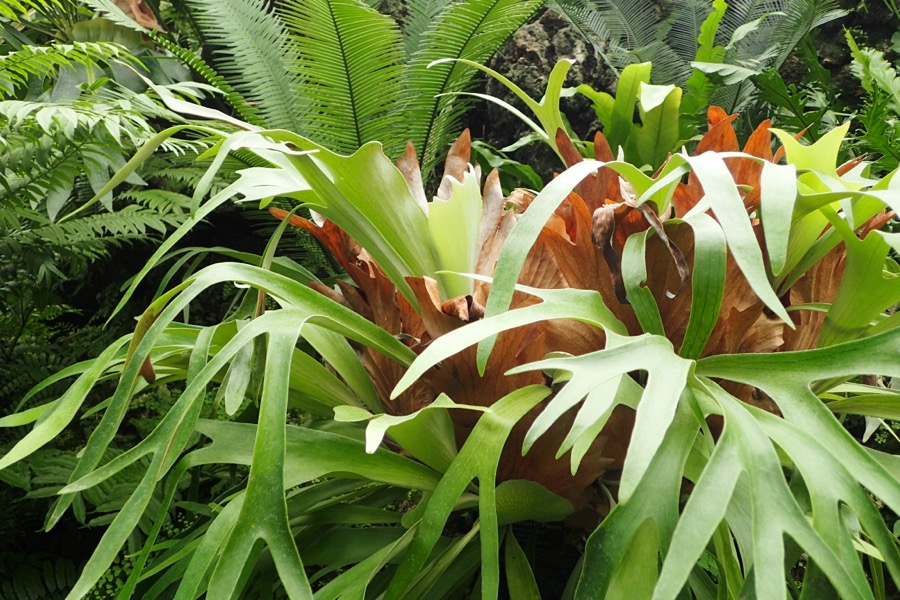 Mounted Staghorn Fern