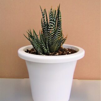 Zebra Haworthia